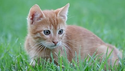 उंच ठिकाणांवरून पडूनही मांजर कसे राहते सुरक्षित?