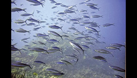 2080 पर्यंत समुद्रातील 70 टक्के ऑक्सिजन कमी होण्याचा धोका