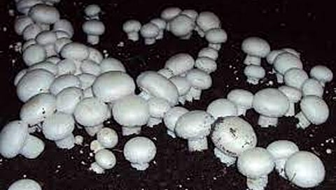 फक्त एका खोलीत सुरू करा ‘हा’ व्यवसाय, महिन्याला लाखो रुपये कमवा!