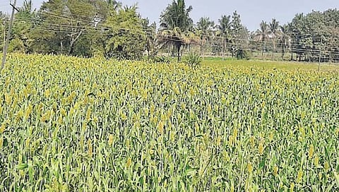 निपाणी : यंदा 1500 हेक्टरवर शाळू, पीक कापणी पंधरावड्यावर