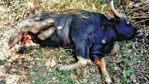 गव्यांच्या झुंजीत एका गव्याचा मृत्यू