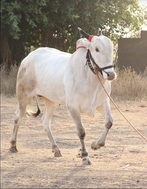 २५ लाखांची कमाल करणारा हाच तो रुबाबदार बजरंग.