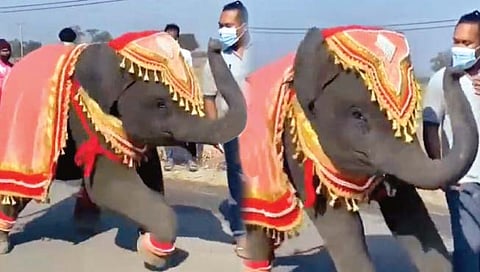 हत्ती करतो नाच!