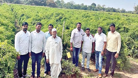 चिंचणी (ता. तासगाव) येथील प्रगतिशील शेतकरी पिता-पुत्र गणेश गवळी व अक्षय गवळी यांनी ज्वाला मिरचीचे 38 टन उत्पादन घेतले. प्लॉटमध्ये मार्गदर्शक वृषाल पाटील यांच्यासमवेत गवळी परिवार.