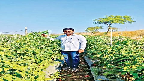 ढोबळी मिरचीच्या रानात पुढील वर्षी द्राक्षबाग : वैभव शिंदेंनी बनवला स्वतःचा पॅटर्न