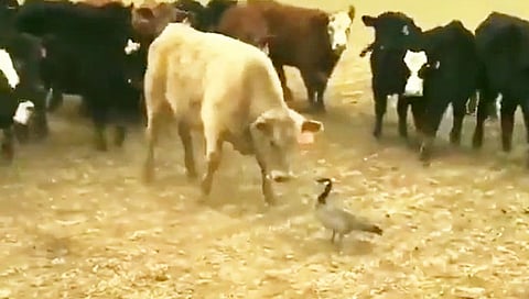 Motivational Video : गायींच्या झुंडीला भिडला एकटा हंसपक्षी!!!