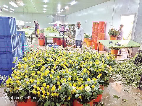 For 'Valentine', a rose from Mawla went abroad