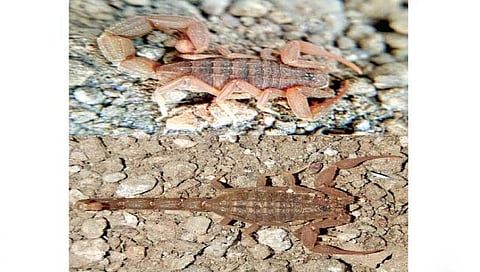 विंचवाची नवीन प्रजाती