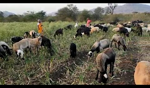 उत्पादन खर्च वसूल होणार नसल्याने बेल्हे परिसरात दोन एकर कांद्याच्या उभ्या पिकात सोडलेल्या शेळ्या-मेंढ्या.