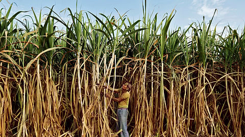 Sugarcane Farming
