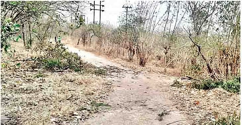 तळजाई टेकडी परिसरात बेकायदा वृक्षतोड होत असून, तोडण्यात आलेल्या वृक्षांच्या पडलेल्या छोट्या छोट्या फांद्या