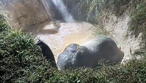 Watch Video : आर्किमिडीज सिद्धांतामुळेच वाचला खड्ड्यात पडलेला हत्ती