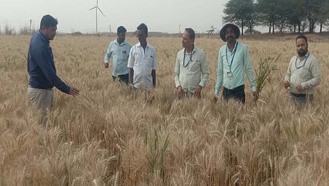 विटा - रेवणगाव येथील हवेवरचा गहू पिकाची पाहणी करताना कृषी संशोधक डॉ.सुशील गेरवा, डॉ. दर्शन पवार, डॉ. संदीप डिगोळे, डॉ. चंद्रशेखर पवार आणि अन्य.