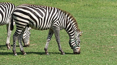 Zebra 1