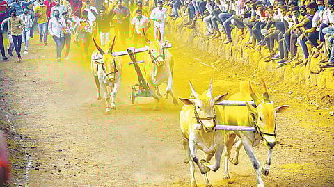 Bullock Cart Race News