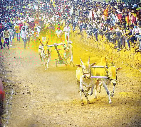 The first turn of the bullock cart race to be played in Mavla!