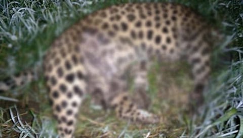 नागपुरात विजेचा शॅाक लागून बिबट्याचा मृत्यू