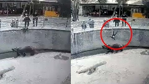 Viral video : माता न तू वैरिणी! आई चक्क पोटच्या मुलीला पिंजऱ्यात अस्वलाजवळ फेकते अन्…