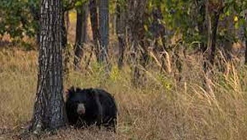 सातारा : परळी खोऱ्यातील सांडवली येथे अस्वलाचा हल्ला, वृद्ध गंभीर जखमी