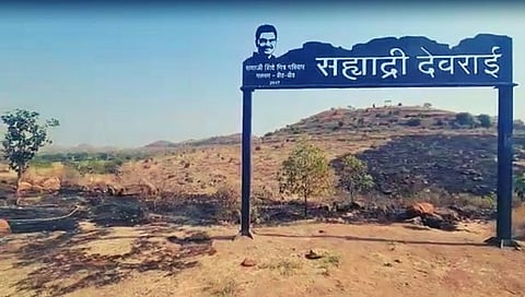 बीड : सह्याद्री देवराईला आग लागली की लावली : सयाजी शिंदे यांचा सवाल