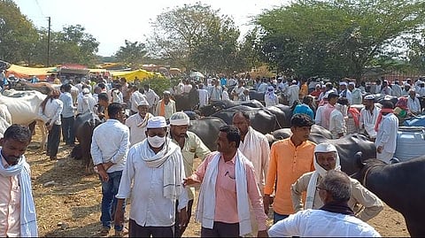 बीड : आठवडी बाजारात शेतकऱ्यांच्या पशुधनाला कवडीची किंमत