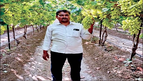 रिशाद मुलाणी यांनी डाळिंब शेतीचा प्लॉट मोडून एक्स्पोर्ट दर्जाची अशी द्राक्षे उत्पादित केली आहेत.