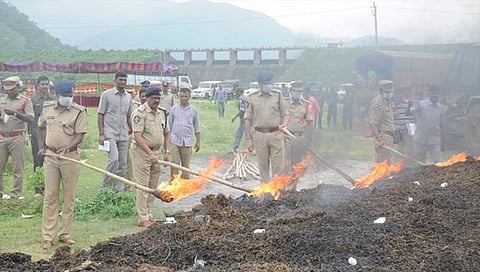 Ganja Destroyed: आंध्र प्रदेशात पोलिसांची मोठी कारवाई, ८५० कोटींचा गांजा जाळला