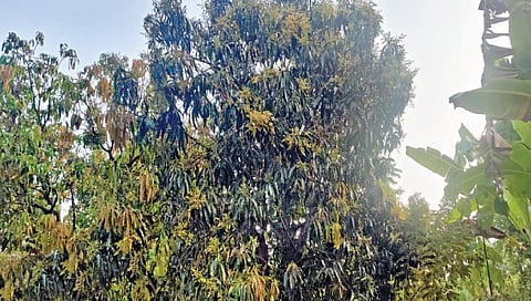 सध्याच्या वातावरणाचा आंबा मोहराला फटका बसण्याची भीती