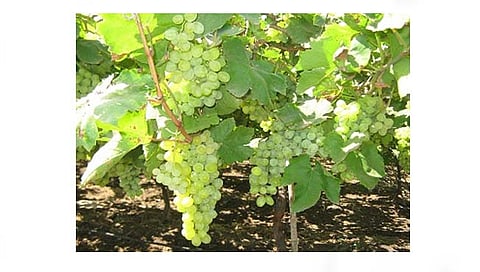 तासगाव : द्राक्ष बागायतदारांना दलालांचा 30 लाखांचा गंडा