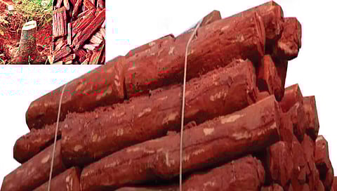 Miraj Crime : मिरज बनले चंदन तस्करीचे ‘सिंडीकेट’, रक्तचंदनाच्या तस्करीमुळे शहर पुन्हा ‘हिटलिस्ट’वर