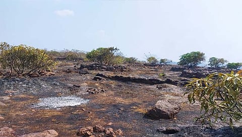 रत्नागिरी : धामापूर येथे आंबा बागेला आग; लाखोंचे नुकसान