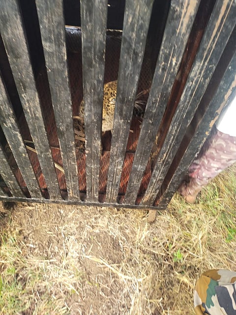 सातारा : खोडशी येथे बिबट्याचा बछडा सापडला