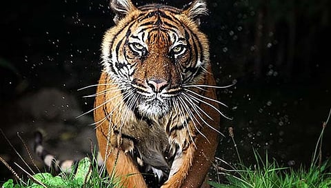 चंद्रपूर जिल्ह्यात तीन दिवसात तिघांचा वाघाच्या हल्ल्यात बळी