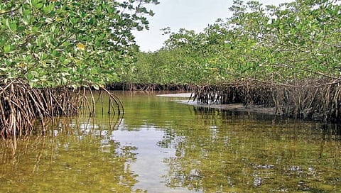 जागतिक पाणथळ दिन : पाणथळ जागांचे जतन महत्त्वाचे