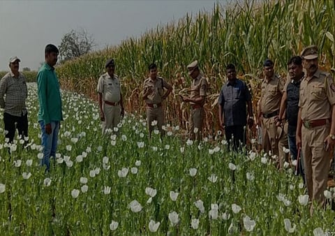 जळगाव : तीन एकरावरील अफूच्या शेतीचा पर्दाफाश ; चोपडा ग्रामीण पोलिसांची धडाकेबाज कारवाई