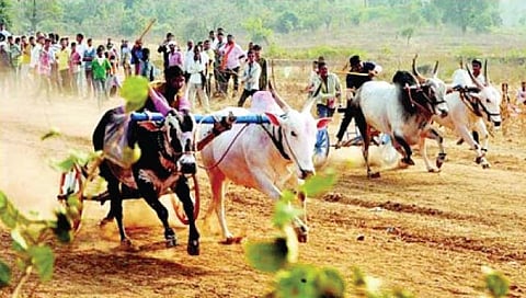 सातारा : शर्यतींमुळे येणार जत्रेतील अर्थकारणाला गती