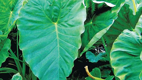 अळूची लागवड करताना…