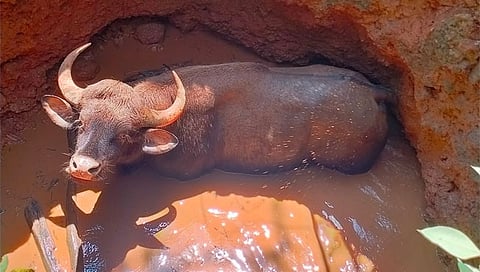 आंबवली : विहिरीत पडलेल्या गव्याची वनविभागाने केली सुटका