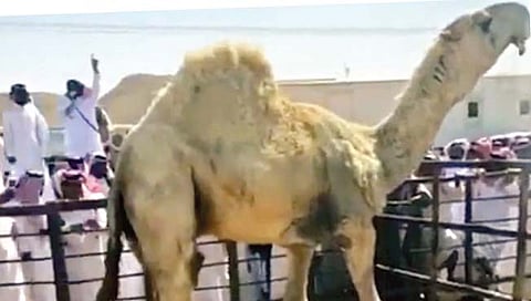 चौदा कोटी रुपयांना उंटाची झाली विक्री