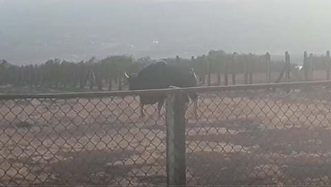 सातारा : कास पुष्प पठारावरील कुंपणाचा रानगव्याला अडसर