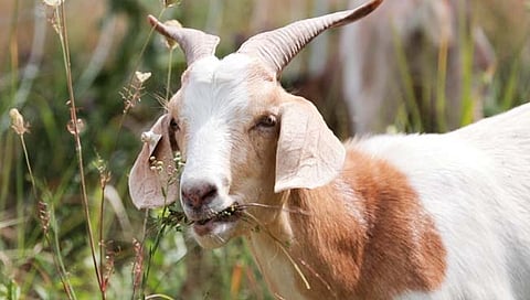 किळसवाणं! प्रेग्नेंट बकरीवर बलात्कार करत निर्घृण हत्या; एकास अटक