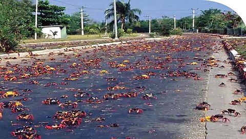 खेकड्यांनी क्युबा मध्ये केला रस्त्यावर कब्जा