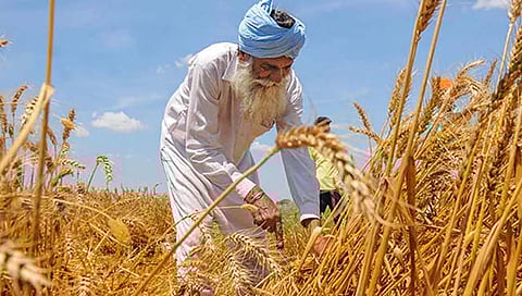 रशिया-युक्रेन युद्धामुळे जगातील खरेदीदार भारताकडे वळले, ५ लाख टन गहू निर्यातीचे झाले करार