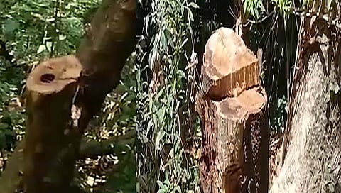 चांदोली परिसरात नरक्या तस्करीची पुनरावृत्ती होणार ?