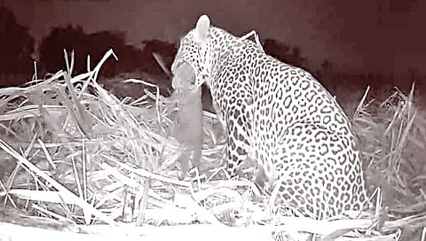 नाशिक : दुरावलेला बछडा पुन्हा आईच्या कुशीत; वनविभागाने घडविली पुनर्भेट