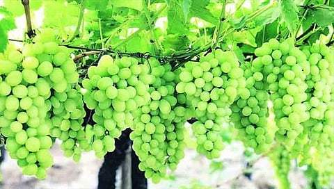 अवकाळीने झोडपलं आता व्यापार्यांचीही पाठ ; द्राक्षउत्पादकांची परवड थांबेना