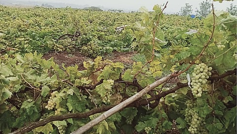 नाशिक : अवकाळीच्या तडाक्याने शेतकऱ्याच्या डोळ्यात अश्रू, द्राक्षबाग भूईसपाट