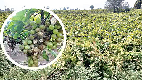 अवकाळीचा दणका : बळीराजा हतबल ; द्राक्षाच्या गुणवत्तेवर परिणाम
