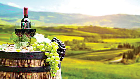 नाशिक : ग्रेप हार्वेस्ट फेस्टिव्हल मधून उलगडणार द्राक्ष उत्पादन ते वाइन निर्मितीचा प्रवास