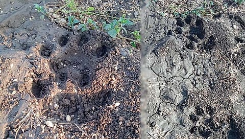 यवतमाळ : रोहटेक येथे वाघाने केली कालवडीची शिकार! परिसरात दहशत